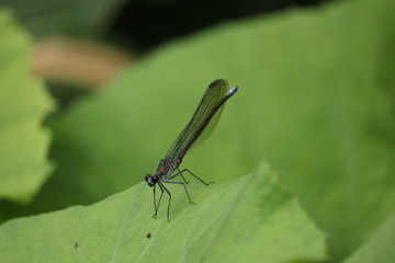 ニホンカワトンボ