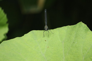 ニホンカワトンボ