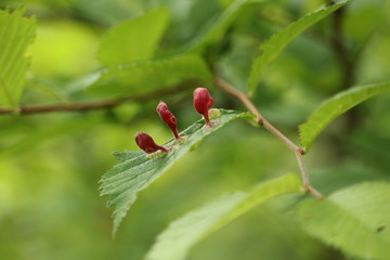 フクロフシ・虫こぶ
