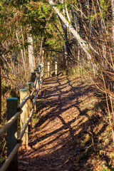 countryside dust road in forest