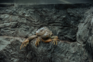 cute iguana sitting on textured rock and looking at camera