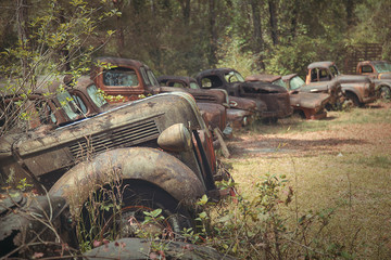 Roadside rusted old Ford trucks and cars in Florida