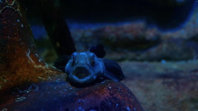 Scorpaena porcus (black scorpionfish) fish in the sea or aquarium.