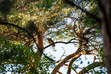 single bird sitting on the tree top