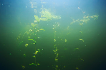 Fototapeta na wymiar green grass underwater