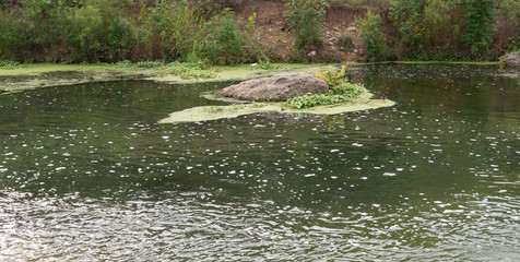 river in the forest