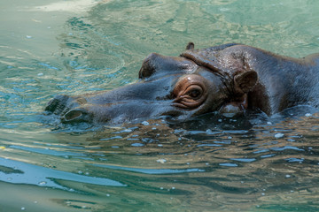 Fototapeta premium Close up portrait a hippopotamus. Big Hippo in water