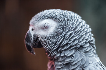 Obraz premium close up view of vivid grey exotic fluffy parrot with closed eye