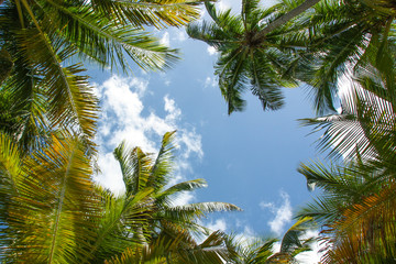 Fototapeta na wymiar Palm trees and sky. Bottom view