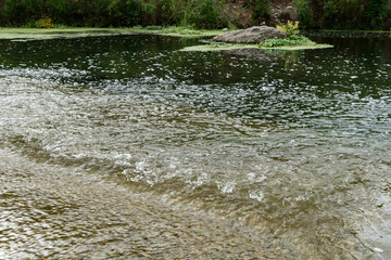river in the forest