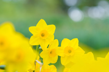 The whisper of Daffodils - スイセンのささやき