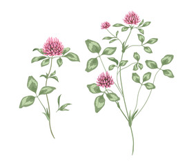 Flower clover botany nature flower bed leaves meadow meadow meadow village pasture