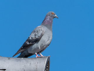 portrait of a pigeon on the roof