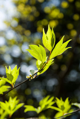 Pale green colored New sprout - 萌黄色の新芽