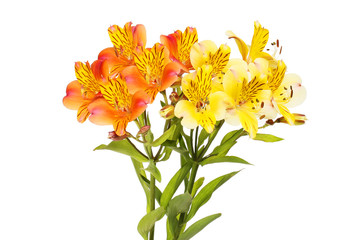 Orange and yellow alstroemeria flowers