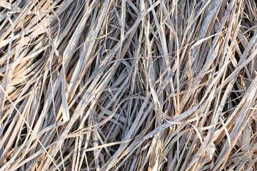 Dried long grass or hay background. Closeup view.