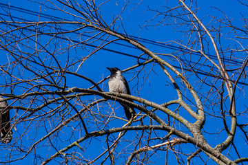 single bird sitting on the tree top