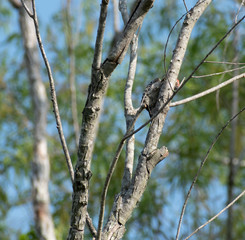 woodpecker in tree
