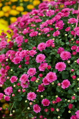Obraz premium pink flowers in the garden
