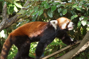 レッサーパンダ