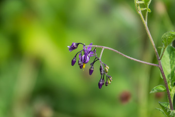 Bittersweet Nightshade Flowers in Springtime