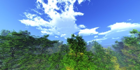 Naklejka premium Trees in the fog, forest in the haze against the sky,