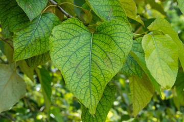 Black Cottonwood Leaves in Springtime