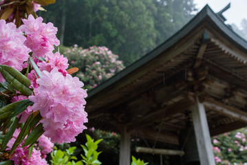 Fototapeta na wymiar Bells and Rhododendron - 鐘つき堂とシャクナゲ