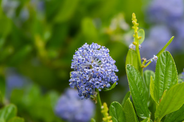 Blueblossom Ceanothus Flowers in Bloom in Springtime