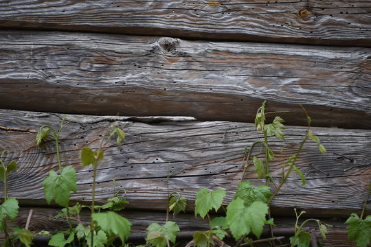 Old wooden wall with visible plants, bark bettle holes