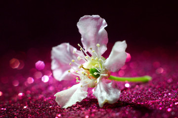  bird cherry flower macro on a shiny pink background