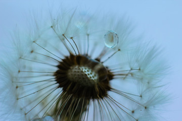 dandelion with a drop of water