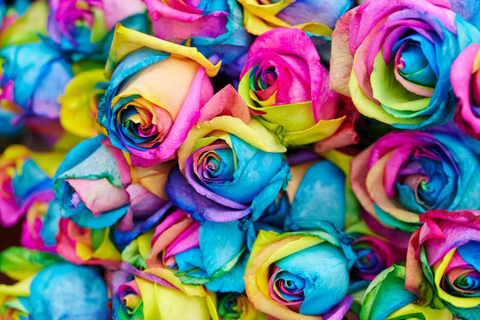 Multi colored dyed roses at flower shop 