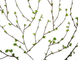 white background branches small leaves spring / isolated on white young branches with buds and leaves, spring frame