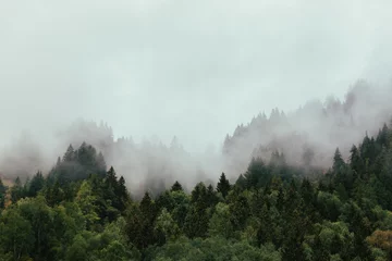  Bos met dichte mist in de ochtend. © belyaaa
