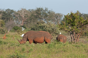 Obraz premium southern white rhinoceros, southern square lipped rhinoceros, ceratotherium simum simum, Kruger national park