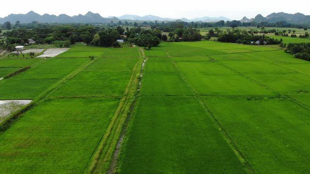 aerial shot with rice green field, cloudy, mountain ,asia , agriculture