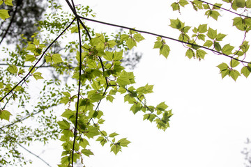 Fototapeta premium branch of a tree with green leaves on blue sky background