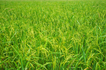 Green rice field waiting for harvest in Thailand.background and nature texture,feeling fresh and relax.