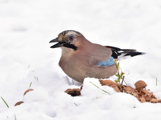 jay bird in winter looking for some nuts.Winter nature in Czech republic