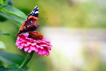 butterfly on a flower