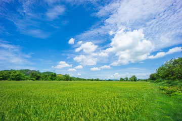 Beauty sunny day on the rice field with white cloudy and blue sky,mountain in Thailand, coppy space and background.feeling fresh and relax.