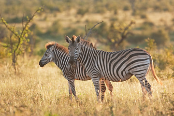 Obraz na płótnie Canvas plains zebra, equus quagga, Equus burchellii, zebra, Kruger national park