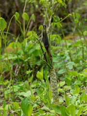 マムシグサ　有毒植物
