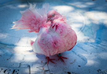 pink bird, dove in Nice close up