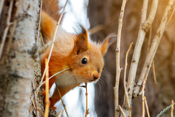 Young red squirrel looks out from behind a tree trunk. Close-up of Sciurus vulgaris
