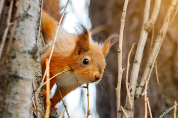 Plexiglas foto achterwand Young red squirrel looks out from behind a tree trunk. Close-up of Sciurus vulgaris © Zarifa