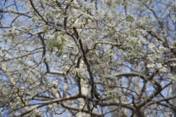 Silver leafs and branches of tree