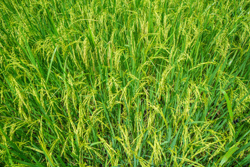 Green rice field waiting for harvest in Thailand.background and nature texture,feeling fresh and relax.