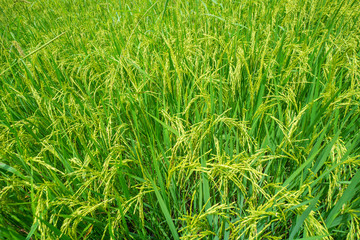 Green rice field waiting for harvest in Thailand.background and nature texture,feeling fresh and relax.